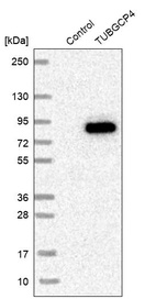Western blot analysis in control (vector only transfected HEK293T lysate) and TUBGCP4 over-expression lysate (Co-expressed with a C-terminal myc-DDK tag (~3.1 kDa) in mammalian HEK293T cells, LY415269).