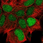 Immunofluorescent staining of human cell line HEK 293 shows localization to nucleus.