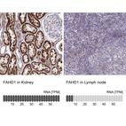 Anti-FAHD1 Antibody