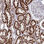 Immunohistochemical staining of human kidney shows high expression.