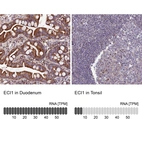 Anti-ECI1 Antibody