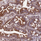 Immunohistochemical staining of human small intestine shows 
strong granular cytoplasmic positivity in glandular cells.