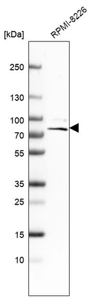 Western blot analysis in human cell line RPMI-8226.
