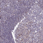 Immunohistochemical staining of human tonsil shows very weak granular cytoplasmic positivity in germinal center cells.