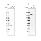 Western blot analysis using Anti-ECI1 antibody HPA043227 (A) shows similar pattern to independent antibody HPA041746 (B).