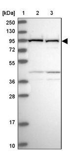 Anti-VPS16 Antibody