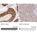 Anti-NEK3 Antibody