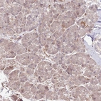 Immunohistochemical staining of human pancreas shows low expression as expected.