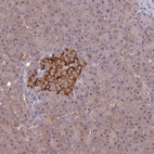 Anti-ARHGAP19 Antibody