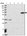 Anti-ARHGAP19 Antibody