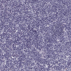 Immunohistochemical staining of human lymph node shows no positivity in non-germinal center cells as expected.