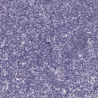 Anti-GAGE1 Antibody