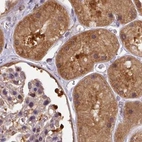 Immunohistochemical staining of human kidney using Anti-ST13 antibody HPA043233.