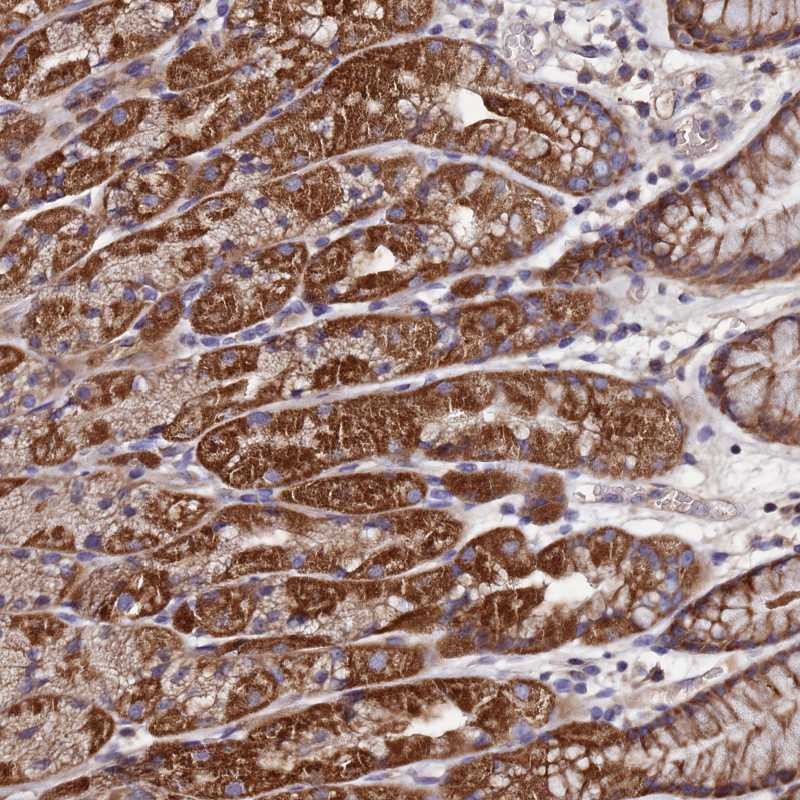 Anti-C5orf63 Antibody