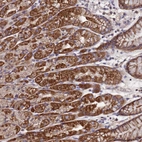 Anti-C5orf63 Antibody