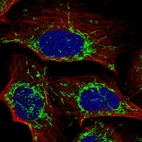 Immunofluorescent staining of human cell line U-2 OS shows localization to mitochondria.