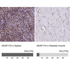 Anti-AKAP17A Antibody