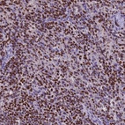 Immunohistochemical staining of human spleen shows high expression.