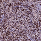 Immunohistochemical staining of human spleen shows high expression.