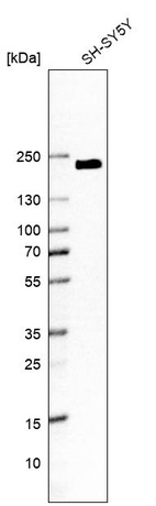 Anti-KIAA1211 Antibody