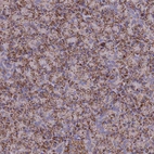 Immunohistochemical staining of human pancreas shows strong granular cytoplasmic positivity in exocrine glandular cells.