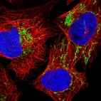 Immunofluorescent staining of human cell line U-2 OS shows positivity in mitochondria.