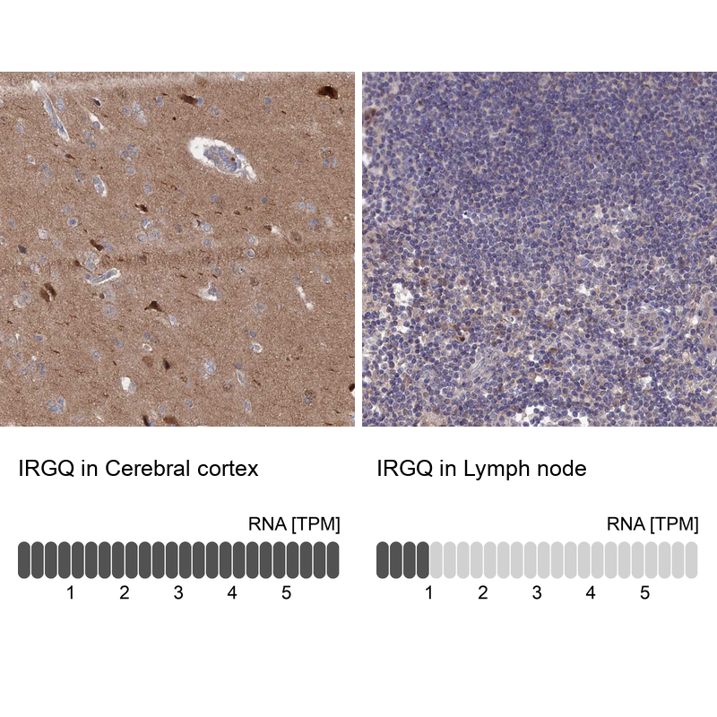 Anti-IRGQ Antibody