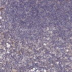 Immunohistochemical staining of human lymph node shows low expression as expected.