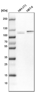 Western blot analysis in mouse cell line NIH-3T3 and rat cell line NBT-II.