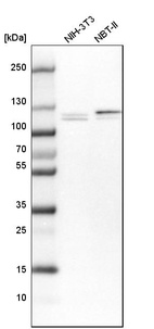 Anti-RBM12 Antibody