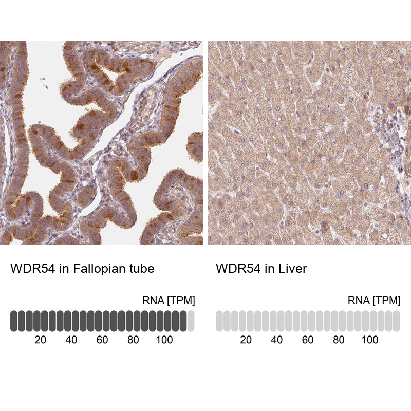 Anti-WDR54 Antibody