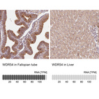 Anti-WDR54 Antibody
