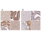 Immunohistochemical staining of human cerebral cortex, fallopian tube, kidney and liver using Anti-WDR54 antibody HPA043257 (A) shows similar protein distribution across tissues to independent antibody HPA053558 (B).
