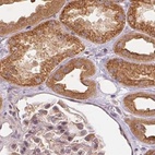 Immunohistochemical staining of human kidney using Anti-WDR54 antibody HPA043257.