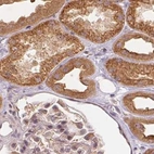 Immunohistochemical staining of human kidney using Anti-WDR54 antibody HPA043257.