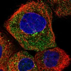 Immunofluorescent staining of human cell line A-431 shows localization to cytosol & vesicles.