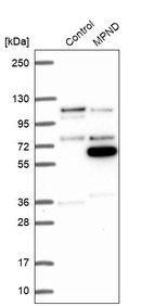 Western blot analysis in control (vector only transfected HEK293T lysate) and MPND over-expression lysate (Co-expressed with a C-terminal myc-DDK tag (~3.1 kDa) in mammalian HEK293T cells, LY409901).