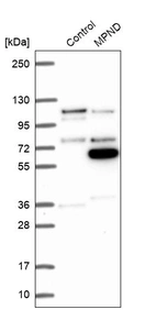 Western blot analysis in control (vector only transfected HEK293T lysate) and MPND over-expression lysate (Co-expressed with a C-terminal myc-DDK tag (~3.1 kDa) in mammalian HEK293T cells, LY409901).