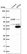 Anti-MPND Antibody