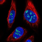 Immunofluorescent staining of human cell line U-2 OS shows localization to nucleus & nucleoli.