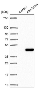Western blot analysis in control (vector only transfected HEK293T lysate) and ABHD17A over-expression lysate (Co-expressed with a C-terminal myc-DDK tag (~3.1 kDa) in mammalian HEK293T cells, LY403109).