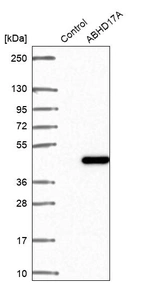 Western blot analysis in control (vector only transfected HEK293T lysate) and ABHD17A over-expression lysate (Co-expressed with a C-terminal myc-DDK tag (~3.1 kDa) in mammalian HEK293T cells, LY403109).