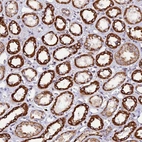 Anti-C19orf24 Antibody