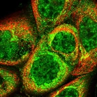 Immunofluorescent staining of human cell line A-431 shows localization to nuclear speckles & the Golgi apparatus.