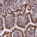 Immunohistochemical staining of human small intestine shows strong cytoplasmic positivity in glandular cells.