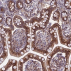 Immunohistochemical staining of human small intestine shows strong cytoplasmic positivity in glandular cells.