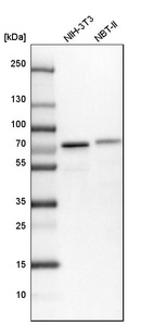 Western blot analysis in mouse cell line NIH-3T3 and rat cell line NBT-II.
