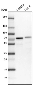 Western blot analysis in mouse cell line NIH-3T3 and rat cell line NBT-II.