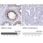 Immunohistochemistry analysis in human testis and endometrium tissues using HPA043285 antibody. Corresponding HSPA1L RNA-seq data are presented for the same tissues.