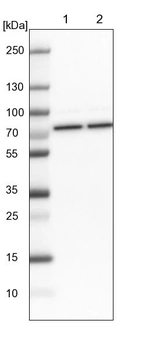 Lane 1: NIH-3T3 cell lysate (Mouse embryonic fibroblast cells)_br/_Lane 2: NBT-II cell lysate (Rat Wistar bladder tumour cells)